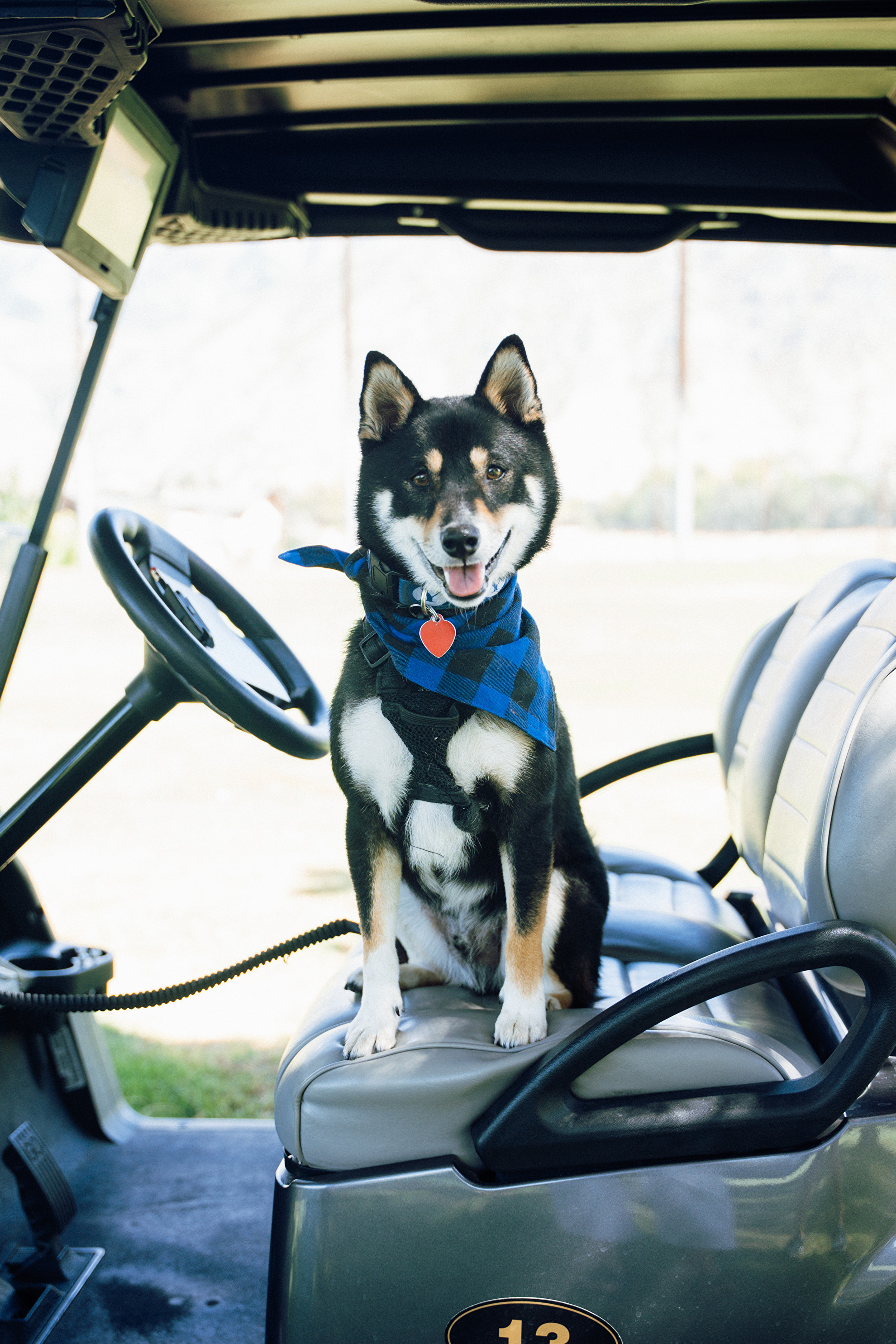 Deku The Dog - BYU Athletics - Official Athletics Website - BYU Cougars